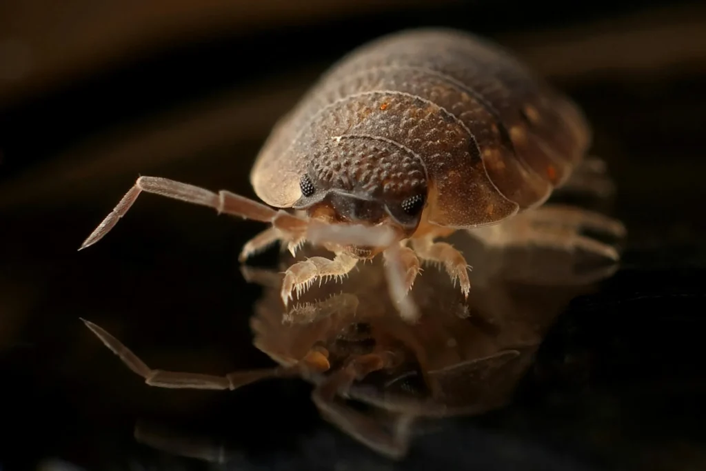 Bed Bug Treatment - Pest Control in Suwanee, GA | Pest Control Suwanee