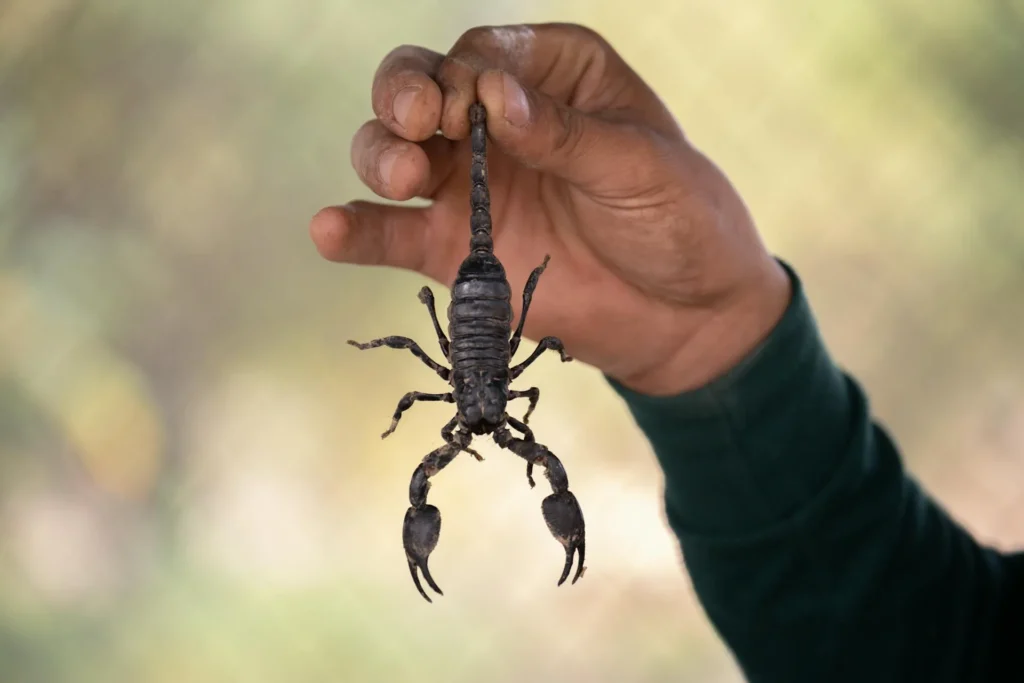 Scorpion Control - Pest Control in Suwanee, GA | Pest Control Suwanee