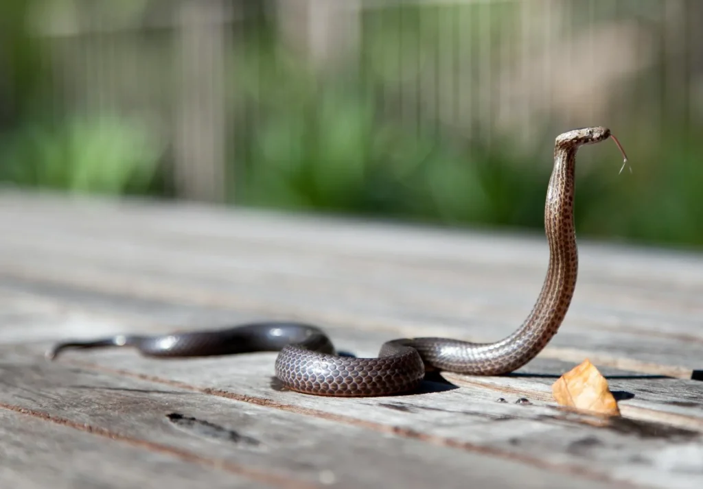 Snake Removal - Pest Control in Suwanee, GA | Pest Control Suwanee