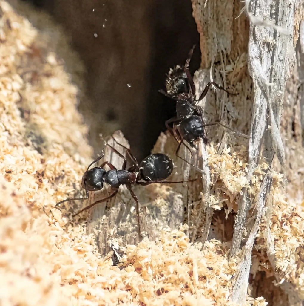 Where Carpenter Ants Nest