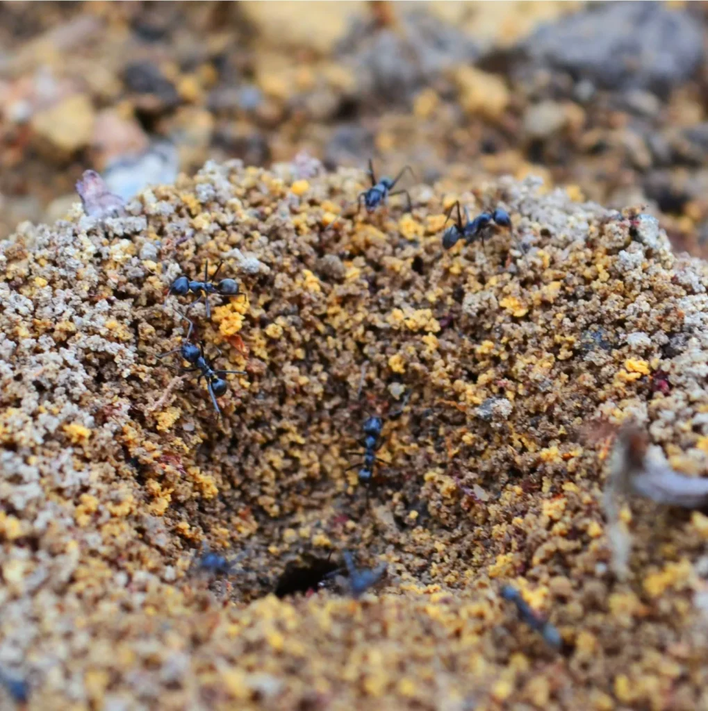 Why DIY Carpenter Ant Treatments Fail