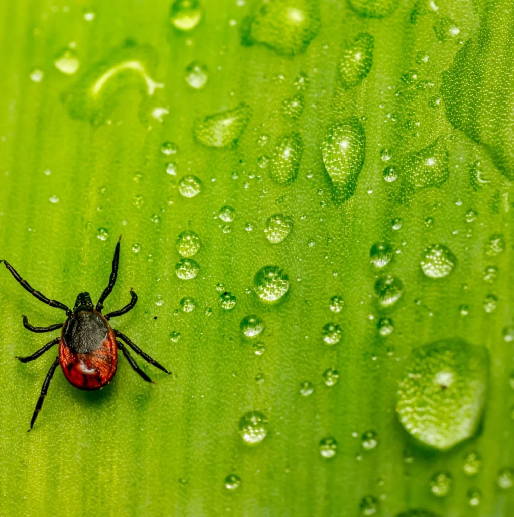 Why Fleas and Ticks Are a Serious Problem